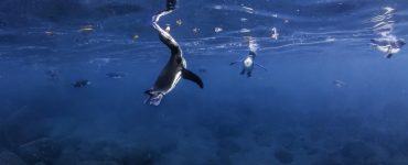Galapagos penguins feeding at the surface
