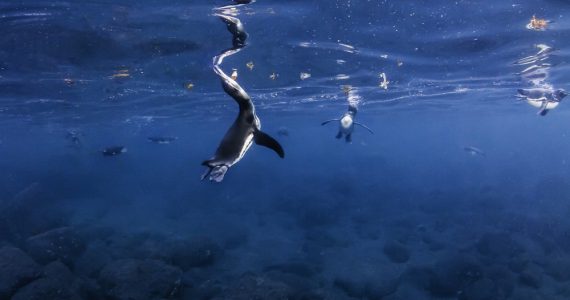 Galapagos penguins feeding at the surface