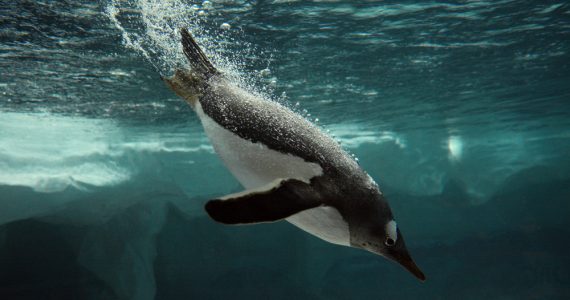 Gentoo Penguin feeding