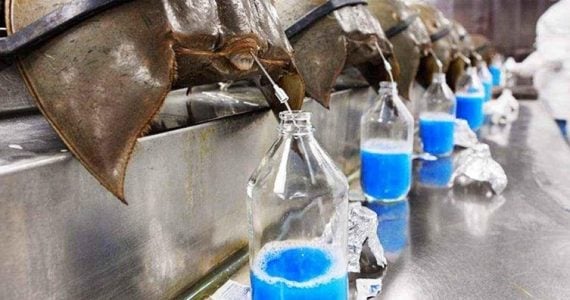 horseshoe crab blood collected by medical field experts