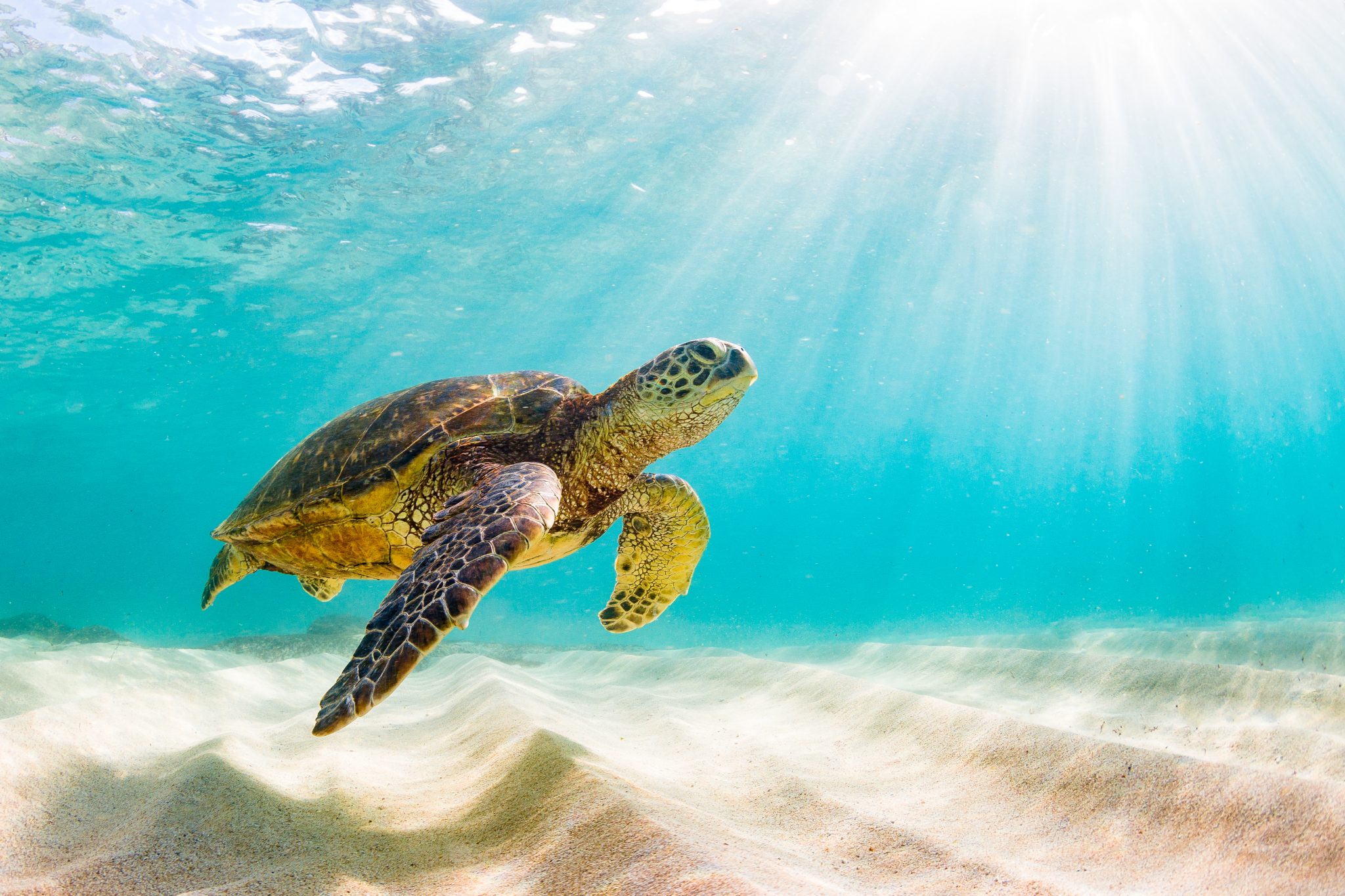 Green Sea Turtle Facts Habitat Diet Conservation More