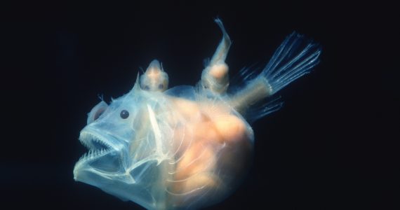 anglerfish diet