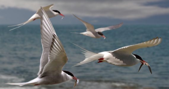Arctic Terns returning to their mates with food for their chicks