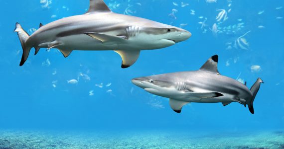 blacktip sharks eat