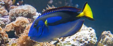 blue tang paracanthrus hepatus near coral reefs