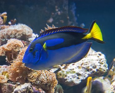 blue tang paracanthrus hepatus near coral reefs