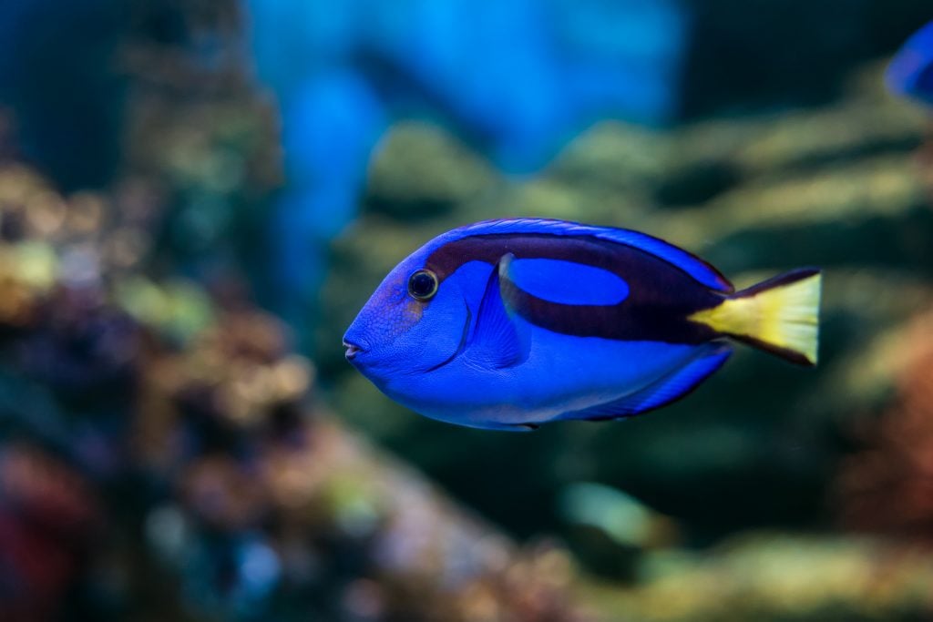 blue tang in the ocean
