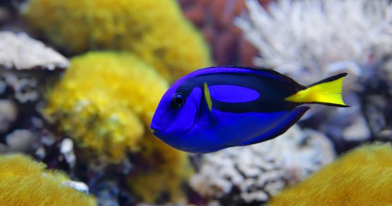 regal blue tangs bright blue yellow flatfish eat