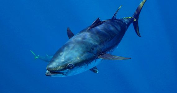 biggest atlantic bluefin tuna species in the oceans