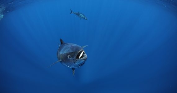 bluefin tuna eat and hunt sardines