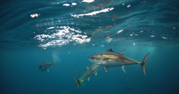 atlantic bluefin tuna eat in gulf of mexico