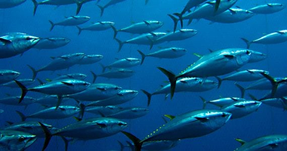bluefin tuna school