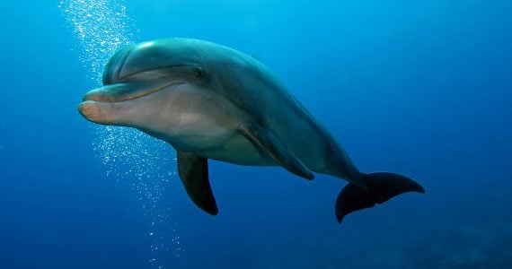 what do bottlenose dolphin eat