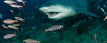 bull sharks eat and hunt variety aquatic life