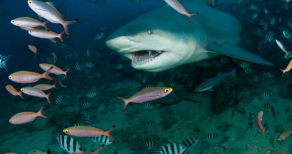 bull sharks eat and hunt variety aquatic life