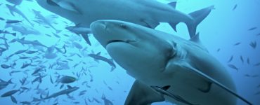 bull sharks predators looking for prey to eat