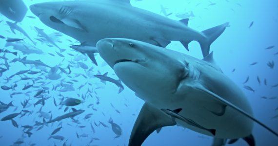 bull sharks predators looking for prey to eat