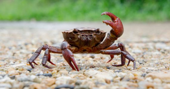 crabs for arctic terns to catch and eat