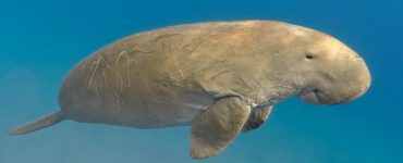 dugong herbivores in the ocean near equator