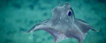 dumbo octopus finding food to eat