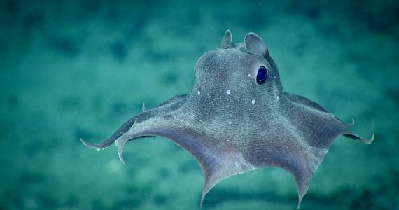 dumbo octopus finding food to eat