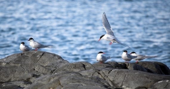 arctic terns on rock