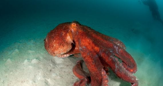 giant pacific octopus sneaks after it attacked humans