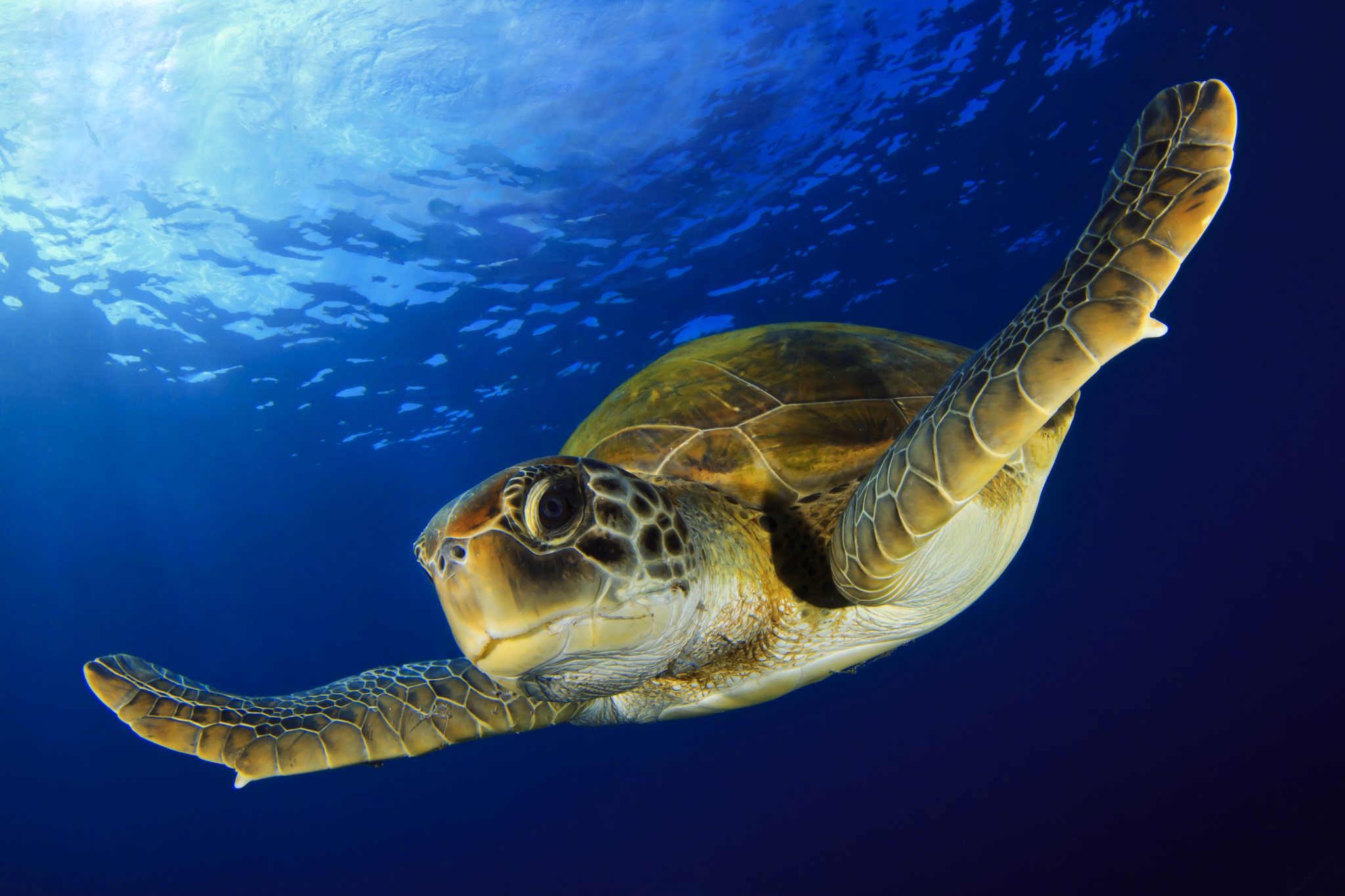 Green Sea Turtle Facts Habitat Diet Conservation More My Race
