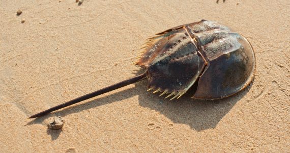 horseshoe crab limulidae appearance on the sand