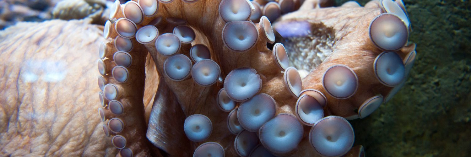 octopus species showing number of suction cups