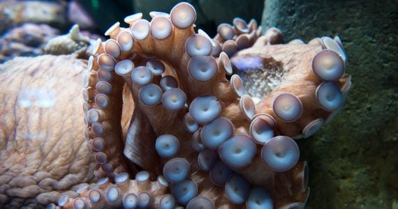 octopus species showing number of suction cups