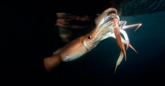jumbo flying humboldt squid swims after being aggressive