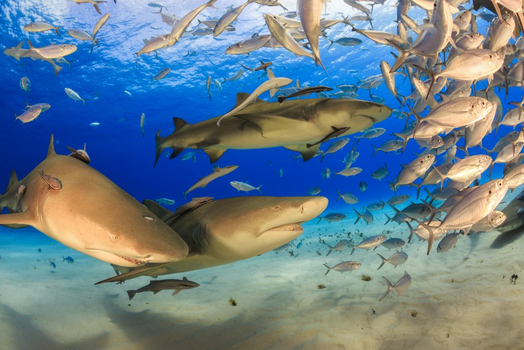 wild lemon sharks eat and hunt bony fish