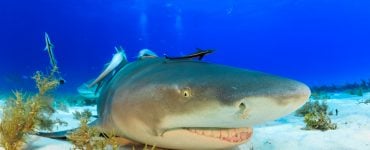 lemon sharks find and hunt prey to eat