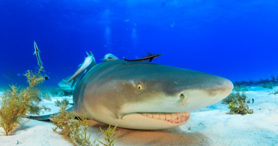 lemon sharks find and hunt prey to eat