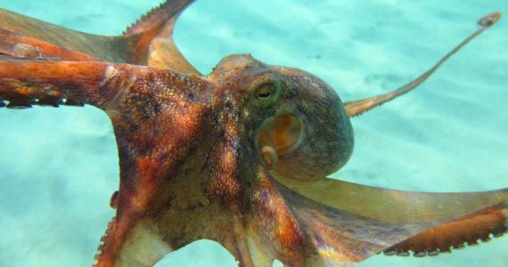pacific octopus attack