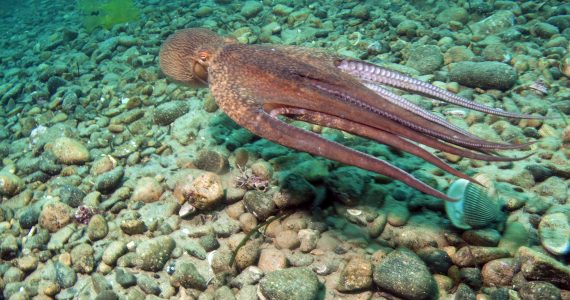 giant pacific octopus swimming
