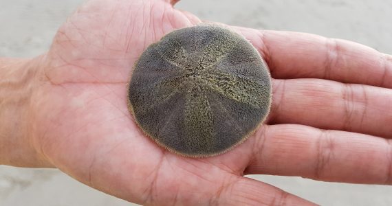 sand dollars caught hiding eat under beach sand