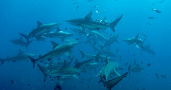 blacktip sharks with dark gray dorsal color