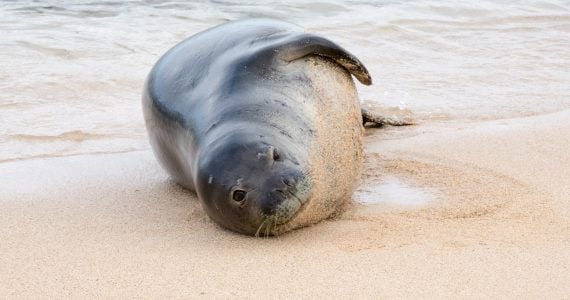 hawaiian monk seals important sleep on beach