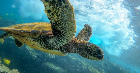 Green sea turtle deep dive