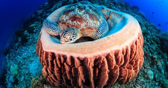 green sea turtle sleeping