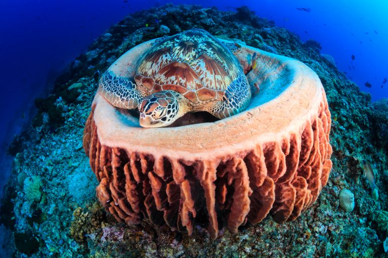 where-do-green-sea-turtles-sleep