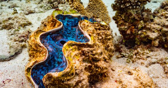giant clams on coral reefs eat algae