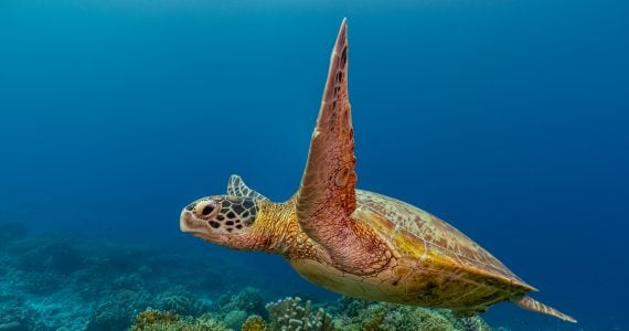 speed of a green sea turtle