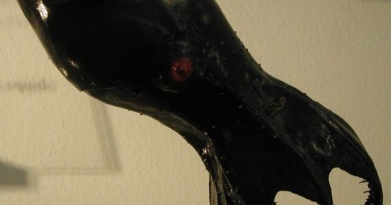 vampire squid vampyroteuthis infernalis daunting appearance