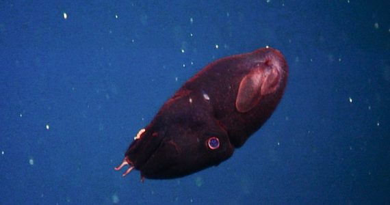 vampire squid get photo in the ocean