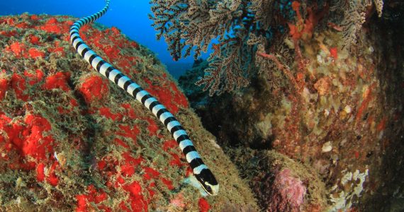 sea snakes eat and live in deep waters