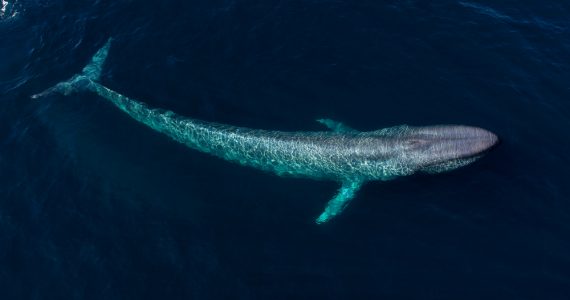 largest population of endangered blue whales