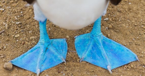 blue footed boobies showing its bright blue feet